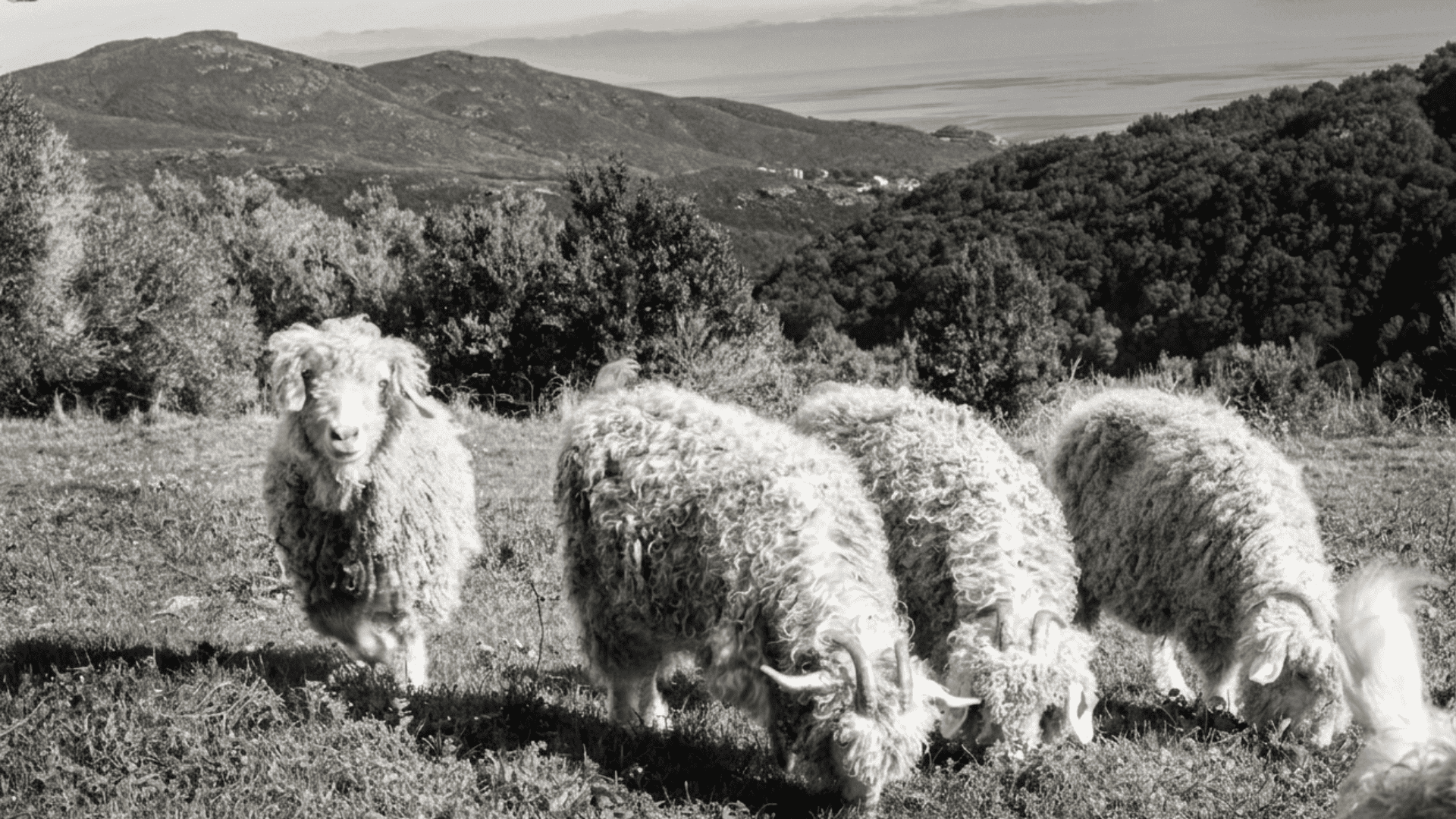 Photo paysage n&b — troupeau dans le maquis du Cap Corse