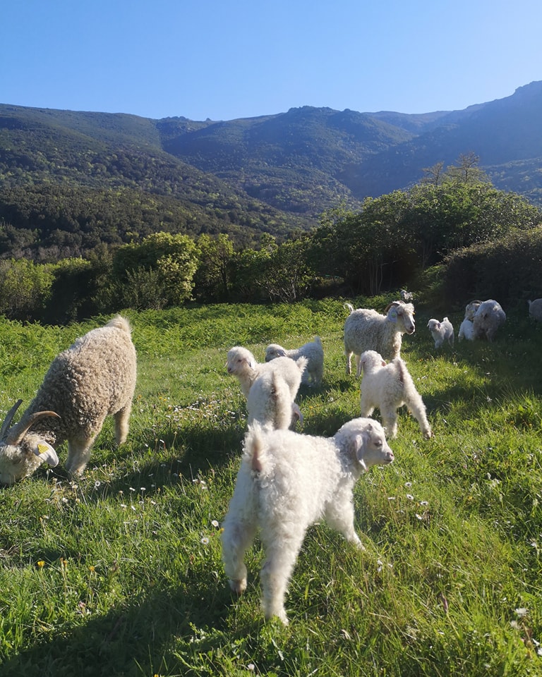 Troupeau de chèvres angora à Sisco, Cap Corse