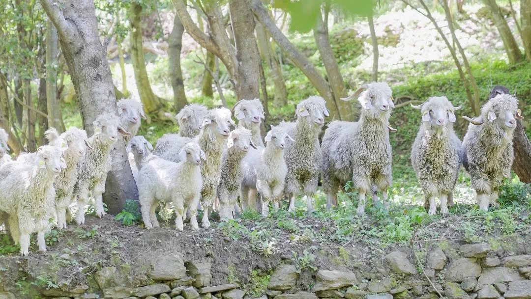 Chèvres angora à Balba, Sisco (Cap Corse)